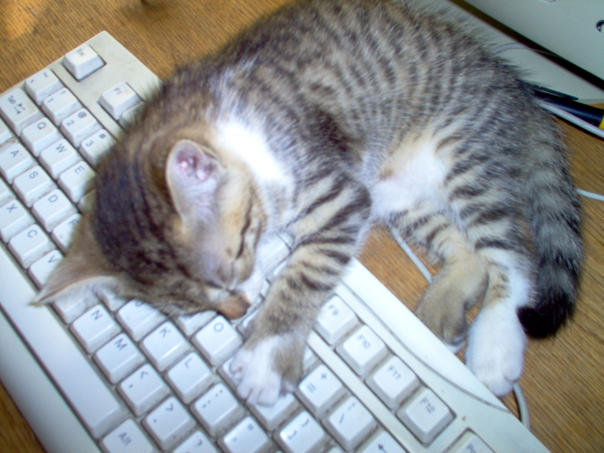 In case it was hard to return to work after the long holiday weekend, I give you a gratuitously cute image of a kitten on a keyboard. Think warm and fuzzy thoughts as you change your password. 